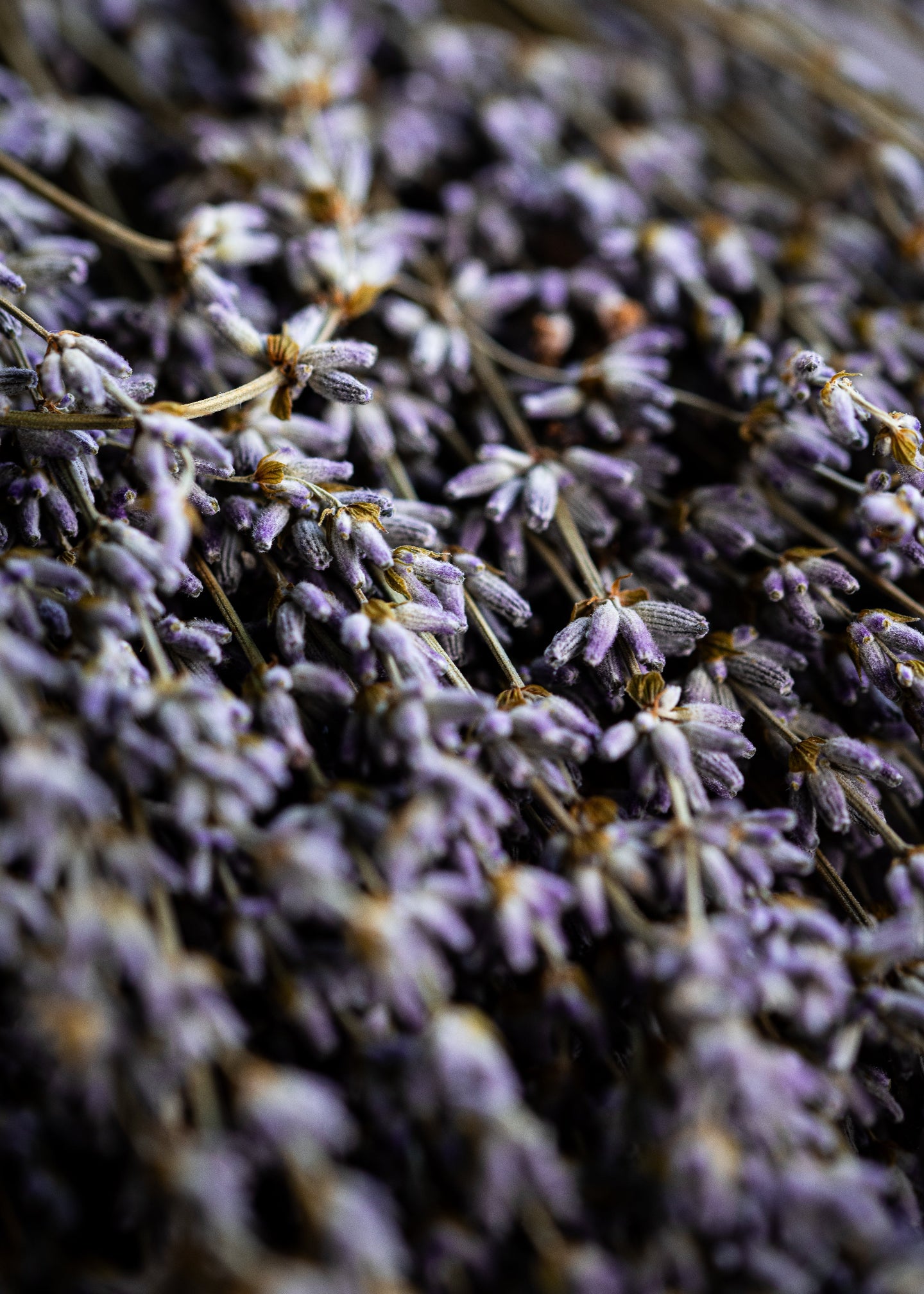 Palo Santo Stick Lavendel – Rening & Inre Lugn