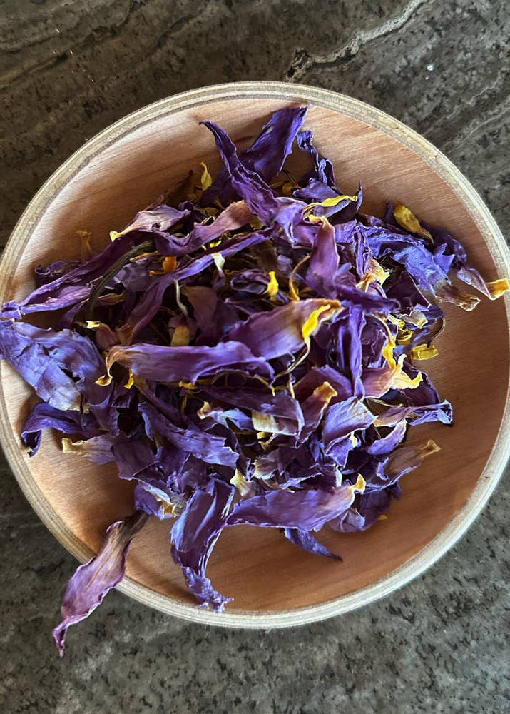 Torkad blå lotusblomma