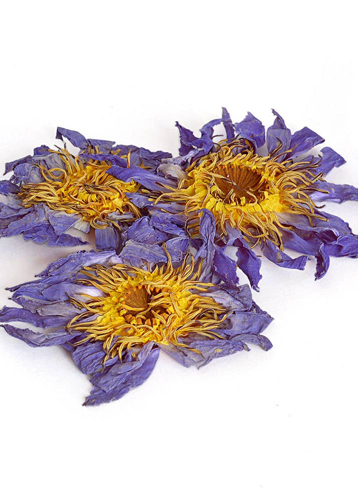 Torkad blå lotusblomma